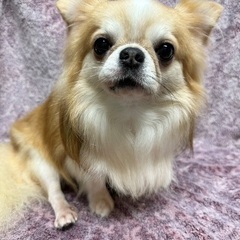 💗里親緊急募集