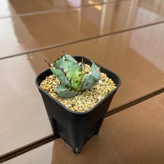 アガベ　チタノタ　BBの画像