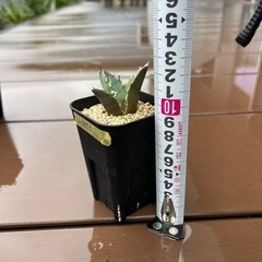 アガベ　チタノタ　白鯨の画像