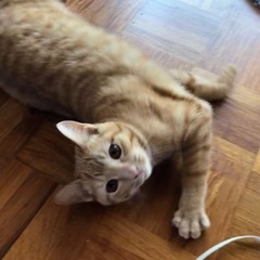 猫が好きな方へのお願いです - 野田市