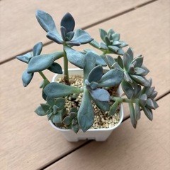 多肉寄せ植えセットの画像