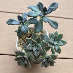 多肉寄せ植えセットの画像