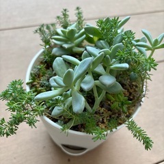 多肉寄せ植えセットの画像