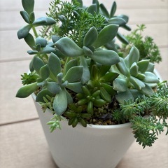 多肉寄せ植えセットの画像