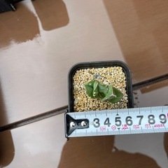 アガベ　チタノタ　白鯨①の画像