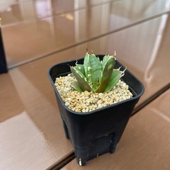 アガベ　チタノタ　白鯨①の画像