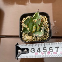 アガベ　チタノタ　BBの画像