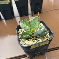 アガベ　チタノタ　BBの画像