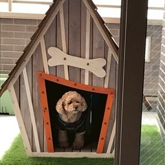 【至急9月27日まで】 犬小屋【取りに来られる方】の画像