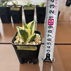 アガベ　チタノタ　スナグルの画像