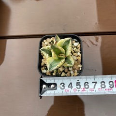 アガベ　チタノタ　スナグルの画像