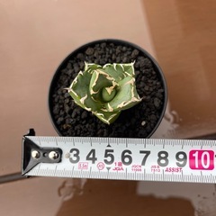 アガベ　チタノタ　鬼爪②の画像
