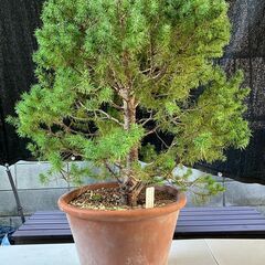 コニファー・アルバーティアナコニカ（カナダトウヒの園芸品種です）鉢植えの画像