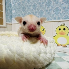 フクロモモンガの赤ちゃん　♀ ご家族募集