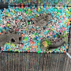 　　直接引き取り限定　幅45センチ水槽セットの画像