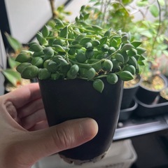 グリーンネックレス②の画像