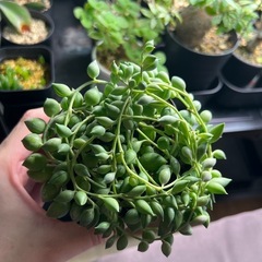 グリーンネックレス②の画像