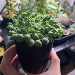 グリーンネックレス②の画像