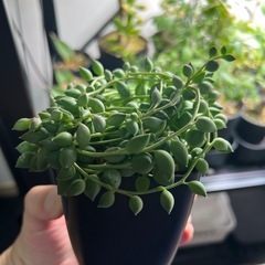 グリーンネックレス②の画像