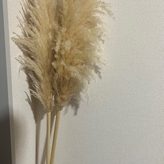 パンパスグラス　ドライフラワー
