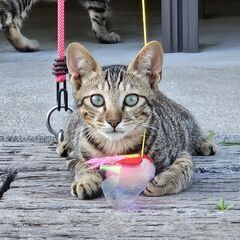 ４カ月の子猫達の里親様募集！