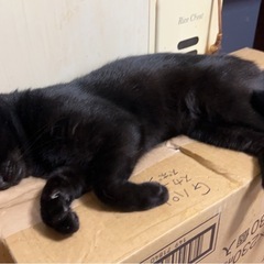 猫ちゃん多頭飼育崩壊から 助けて 愛される子達に一生の家族…