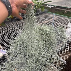 エアープランツ　スパニッシュモスの画像