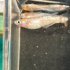 メダカ【ビビンバ】若魚　②ペア　大井メダカ様血統の画像