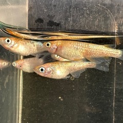 メダカ【ビビンバ】若魚　②ペア　大井メダカ様血統の画像