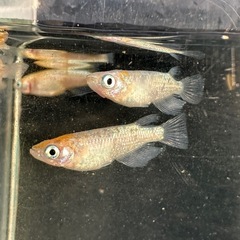 メダカ【ビビンバ】若魚　②ペア　大井メダカ様血統の画像