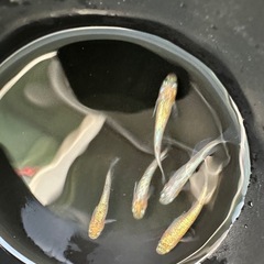 メダカ【ビビンバ】若魚　②ペア　大井メダカ様血統の画像