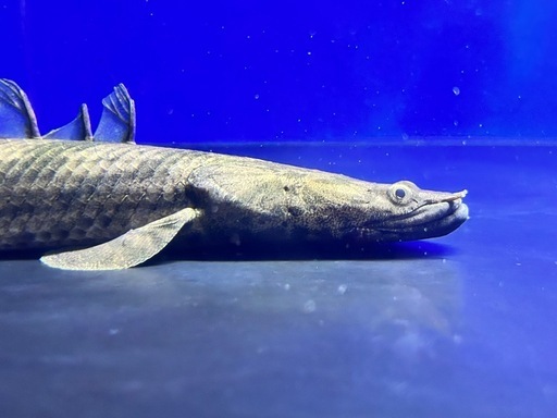 エンドリケリー ギニア便 40up