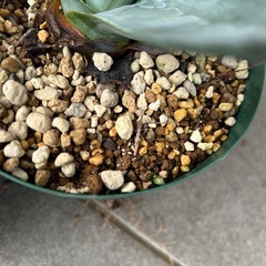 アガベ　アメリカーナの画像