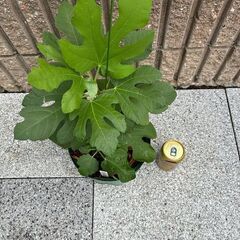 西洋イチジク挿し木苗（リサ）の画像