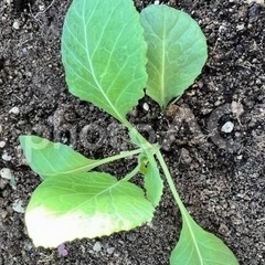 予約キャベツの苗15本