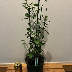ブルーベリー挿し木苗2年生 （サザンハイブッシュ系）レガシーの画像