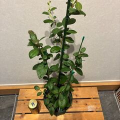 ブルーベリー挿し木苗2年生 （サザンハイブッシュ系）レガシーの画像