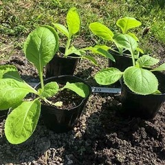早生約50日収穫　白菜苗15本