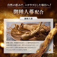 【新品】グリフィックス アクティブコア サプリ 亜鉛 高麗人参 マカ 男性活力 栄養補給の画像