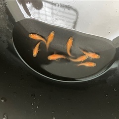 メダカ（紅帝半ダルマ）2ペアの画像