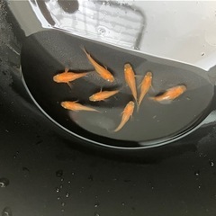 メダカ（紅帝半ダルマ）2ペアの画像