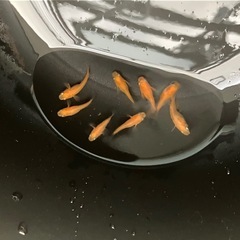 メダカ（紅帝半ダルマ）2ペアの画像