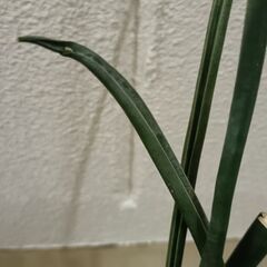 サンセベリア　ミカド　特大サイズ　約12株　緑鉢付の画像