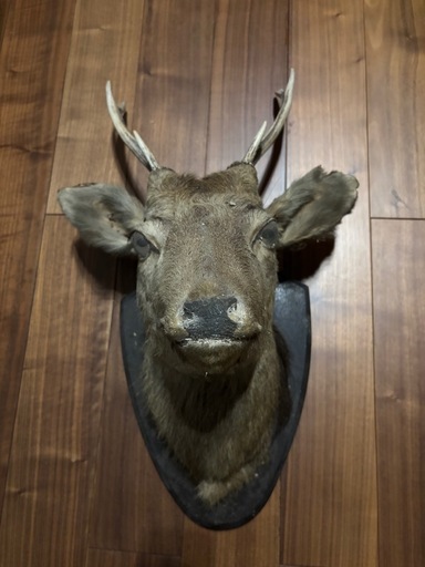 鹿の剥製