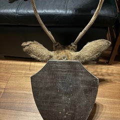 鹿の剥製の画像