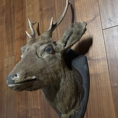 鹿の剥製の画像