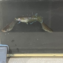 メダカ（フロマージュ）1ペアの画像