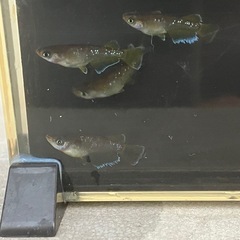 メダカ（フロマージュ）1ペアの画像