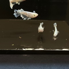 【めだか】グラディオ　♂2 ♀3   メダカの画像