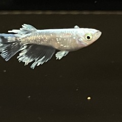 【めだか】グラディオ　♂2 ♀3   メダカの画像